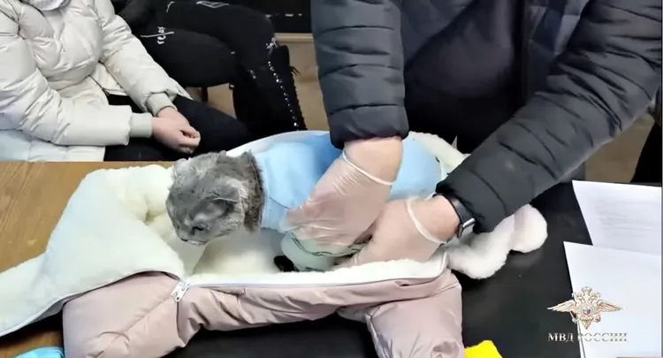 貓咪配合搜身。翻攝影片