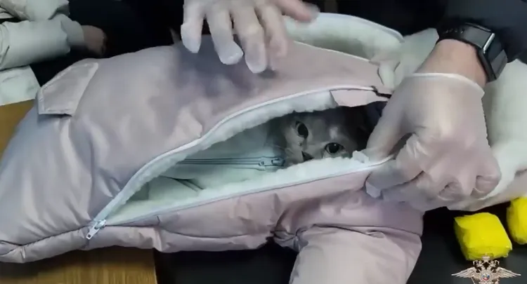 貓咪的臉被藏在厚厚的衣服中。翻攝影片