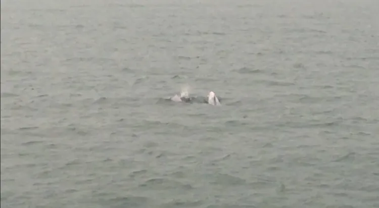 海巡人員目測約有6至8隻。布袋海巡隊提供