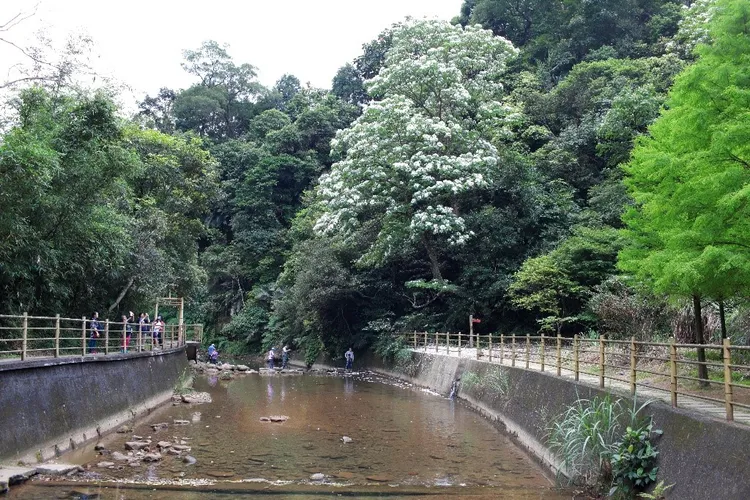 富民親水公園是欣賞油桐花的勝地，吸引民眾駐足。翻攝照片