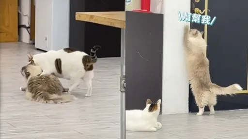 這隻貓咪太狠了!咬頸硬上「好兄弟」 主人傻眼:太委屈