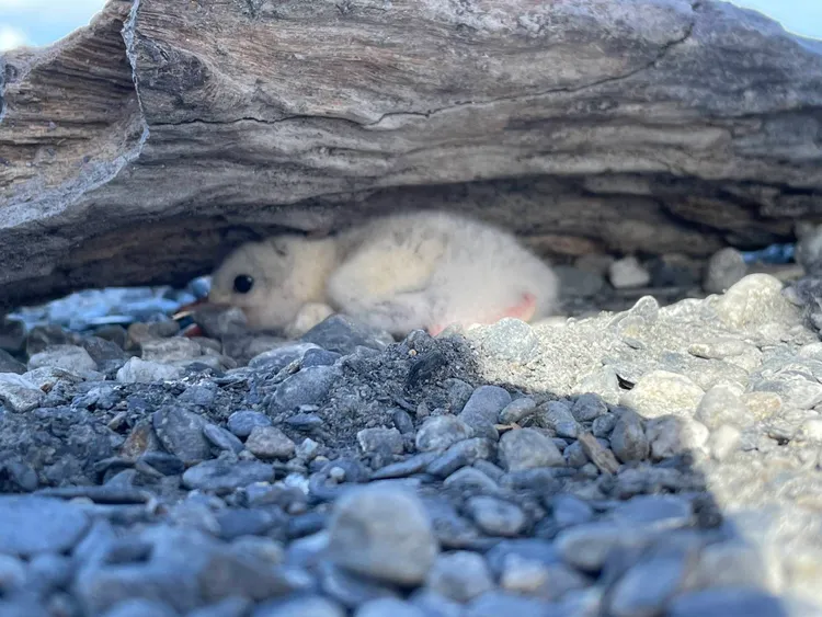 躲藏於漂流木下的小燕鷗雛鳥。海保署提供