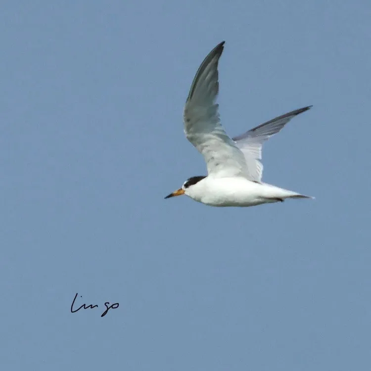 4月2日於嘉義布袋濕地被目擊的小燕鷗。 林國華拍攝 海保署提供