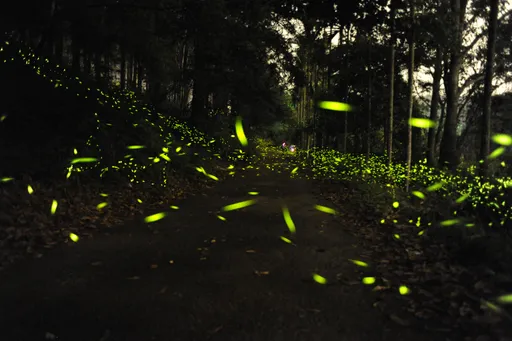 黑夜星光秀超浪漫!全台「螢」地曝 賞螢5不曲要注意
