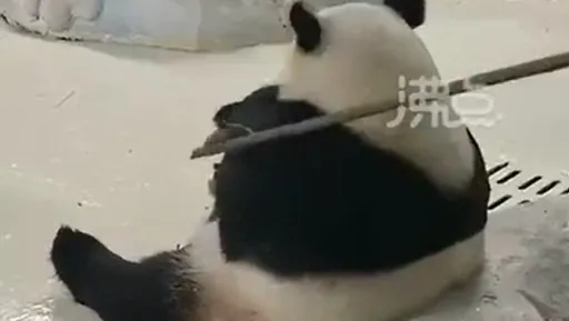 中國國寶貓熊不乖　管理員竹棍伺候遭撤職