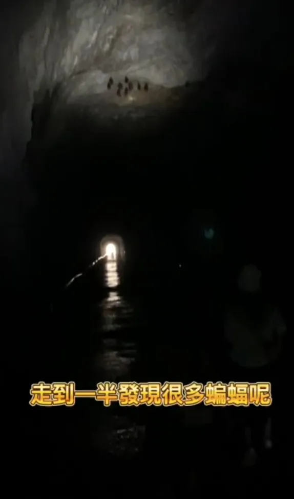 蝙蝠主要棲息於洞穴、樹洞、森林中，一年繁殖一次。TikTok@nick318190 / IG：nick318190 提供