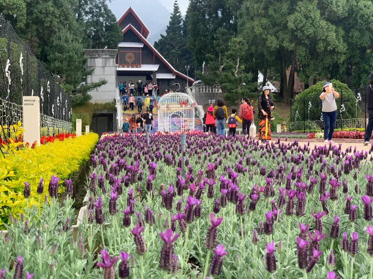 南投九族文化村正值薰衣草盛開。業者提供
