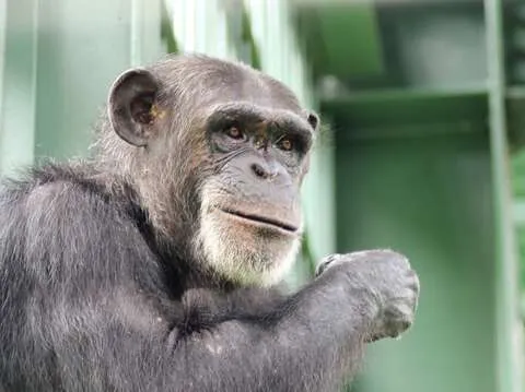 黑猩猩是瀕危動物。翻攝壽山動物園網站