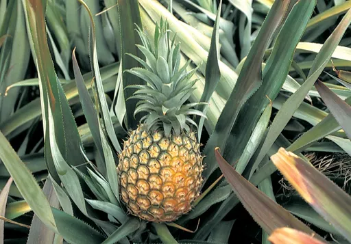 遭質疑鳳梨「無力外銷只好入校」 5措施助銷售!高雄議長嗆「多元行銷有何不對?」