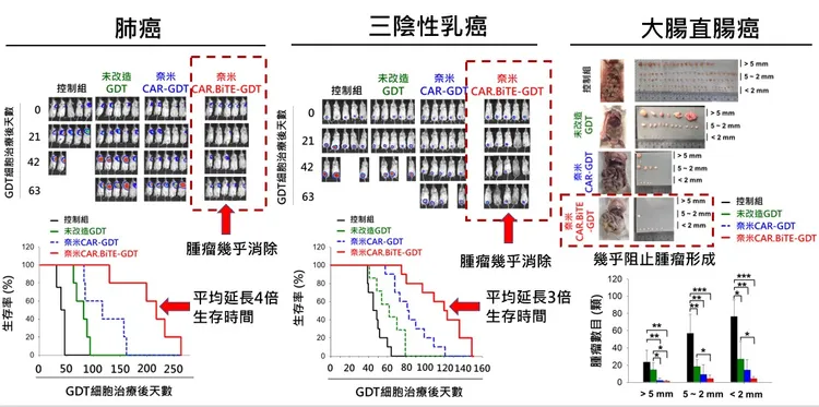 經動物實驗證實，肺癌、三陰性乳癌、大腸癌的癌細胞9成以上被消滅。中國附醫提供。