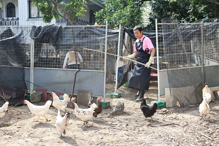 湯志偉樂當城市雞農。施昂強攝