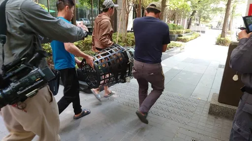 好市多附近小野豬亂竄 農業局緊急圍捕!靠這神物抓到了