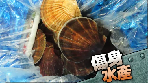 傷身水產|日本北海道扇貝重金屬超標2倍 152公斤全退運銷毀
