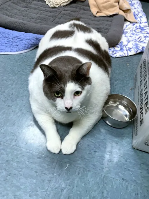 18公斤胖貓坐等領養　貼文一出數百人報名當奴才