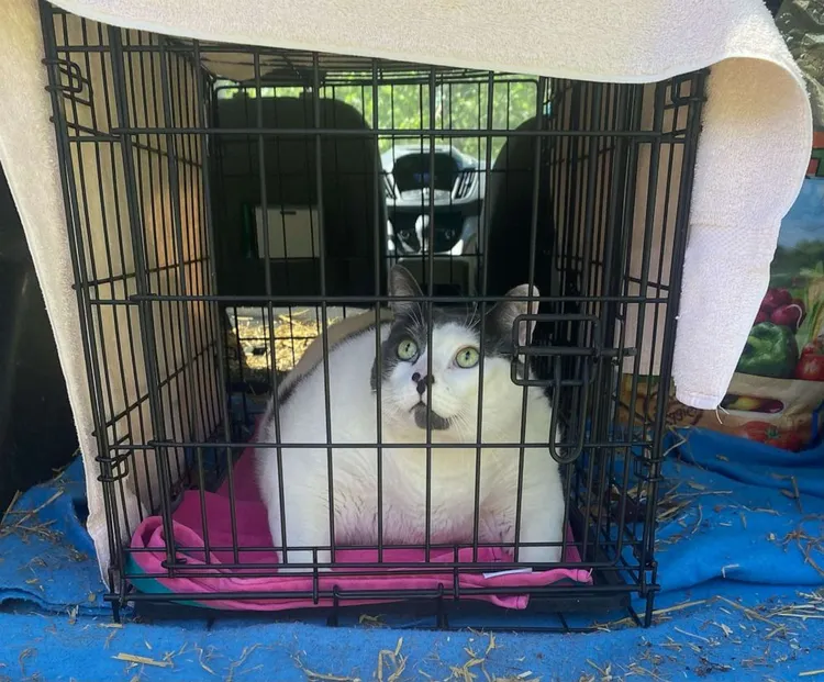 派奇在籠子裡前往主人家。美國廣播公司