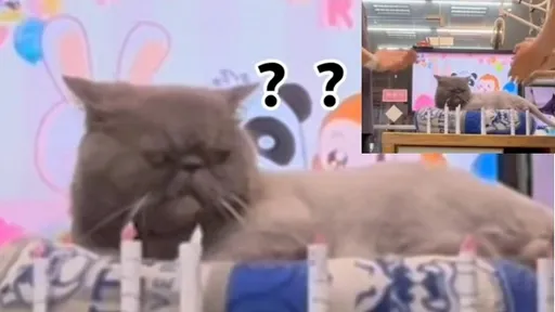 幫店貓慶生 但你們真的知道牠要什麼嗎