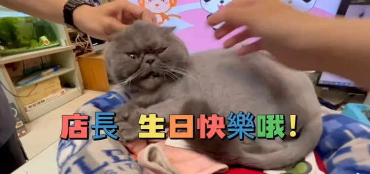 又是唱歌又是蠟燭，到底是哪演哪出。TikTok@powpowqqplus 提供