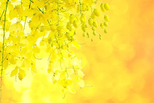 壹蘋派生活美語 阿勃勒:泰國最迷人的黃金雨