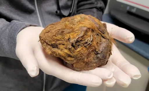 北極圈發現「一坨金毛」　照X光赫見3萬年前動物