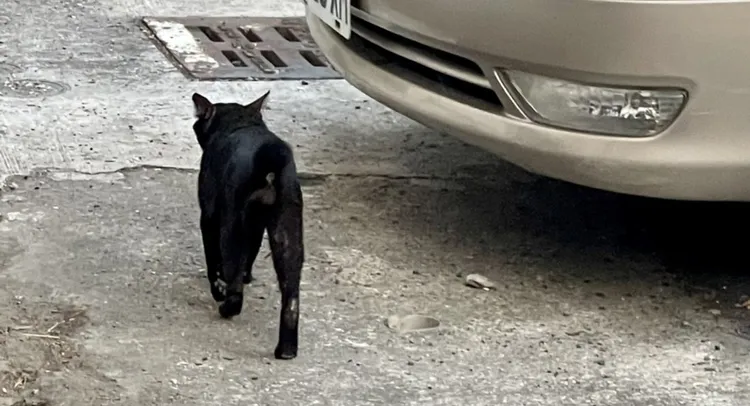 高雄鹽埕發現的短尾貓。楊吉壽提供