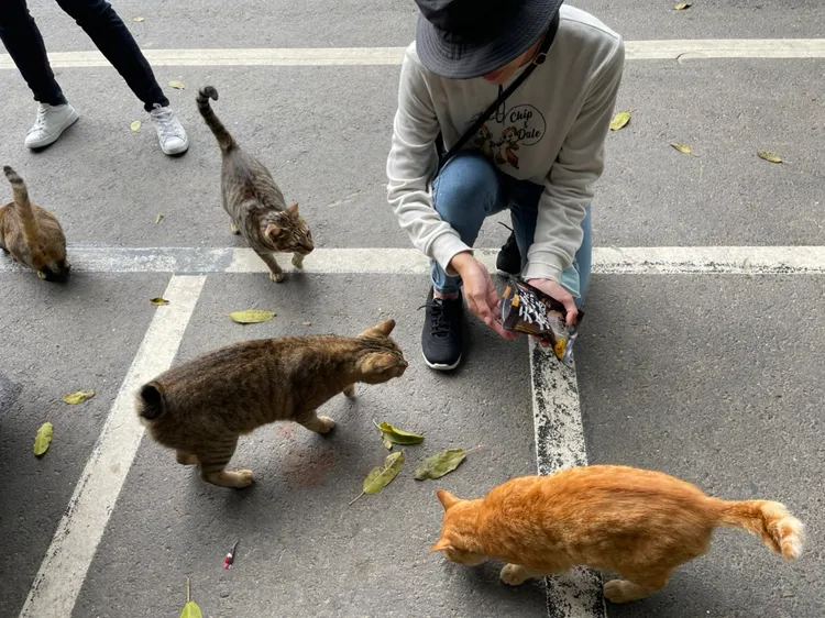 小琉球的短尾貓。楊吉壽提供