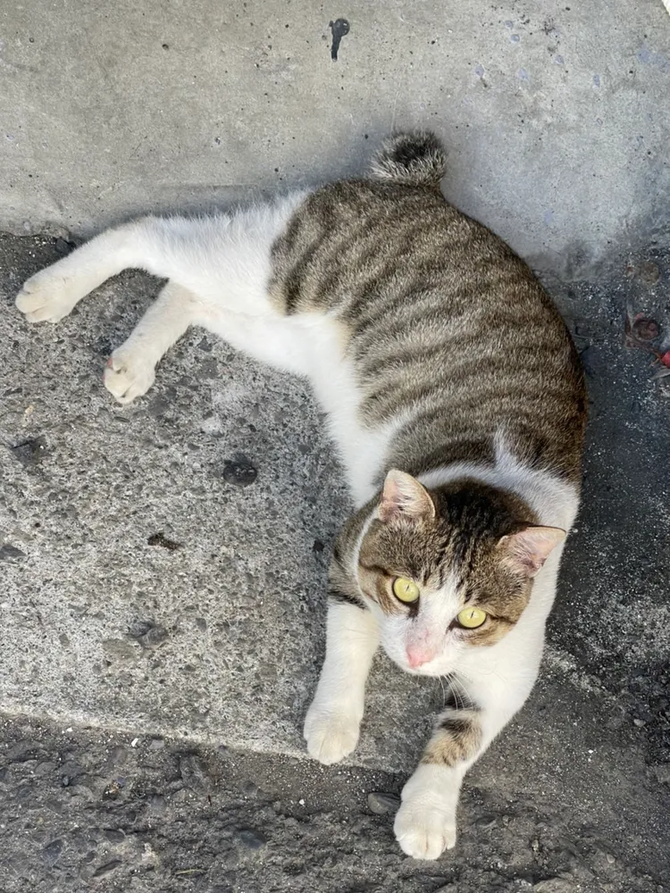 小琉球的短尾貓。楊吉壽提供