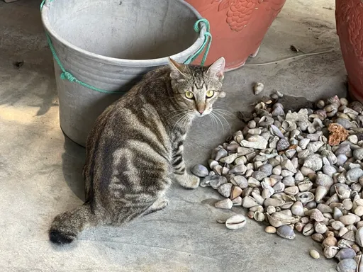 陰陽眼鎮攝老鼠!台灣第二怪「瑯嬌貓」真實存在? 專家這樣說