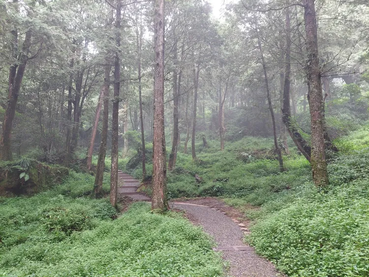 阿里山國家森林遊樂區-水山療癒步道。林務局提供