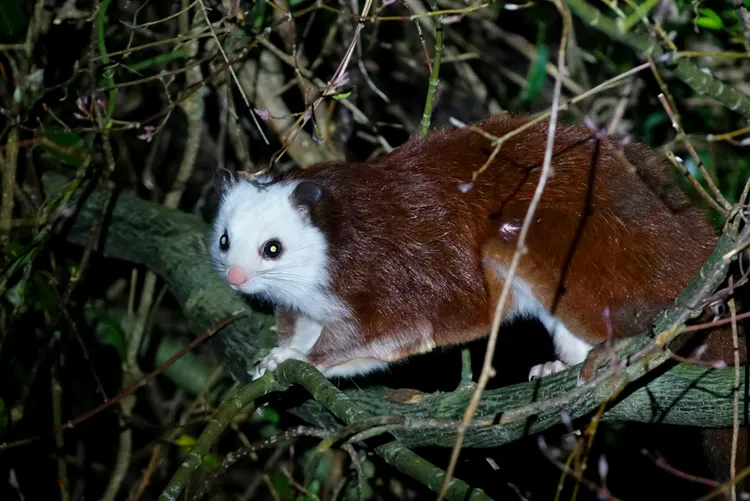 大雪山國家森林遊樂區-白面鼯鼠。林務局提供