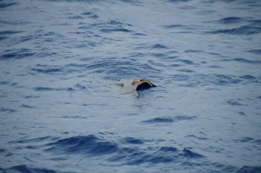 日本自衛隊墜海黑鷹直升機疑尋獲殘骸　機上10人含師團長