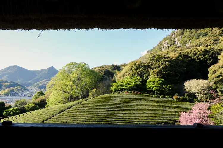 從瞭望台可以看到遼闊的茶園。賴昀岫攝