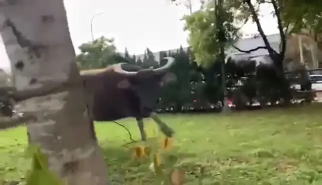 野牛發現拍攝民眾竟主動迫近。翻攝自臉書社團我是樹林人