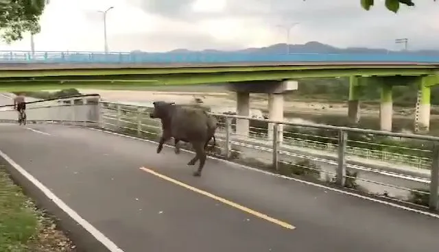 野牛緊追不捨。翻攝自臉書社團我是樹林人
