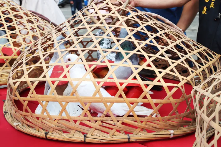 鴿子背笭放飛返回村落。嘉縣府提供