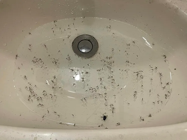 洗手台遍布「屍體」。翻攝自「Costco好市多 商品經驗老實說」臉書