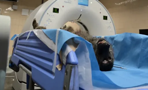 驗屍人員再爆「枉死狒狒根本沒結紮」　六福村挨轟「滿口謊言」回應了