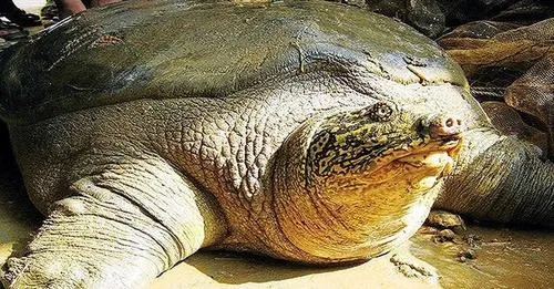 最孤獨、最稀有斑鱉死於越南　全球可能只剩2隻