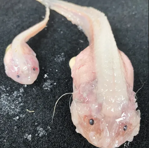 破紀錄深度!住在八千米深海 蝸牛魚上岸樣貌曝光