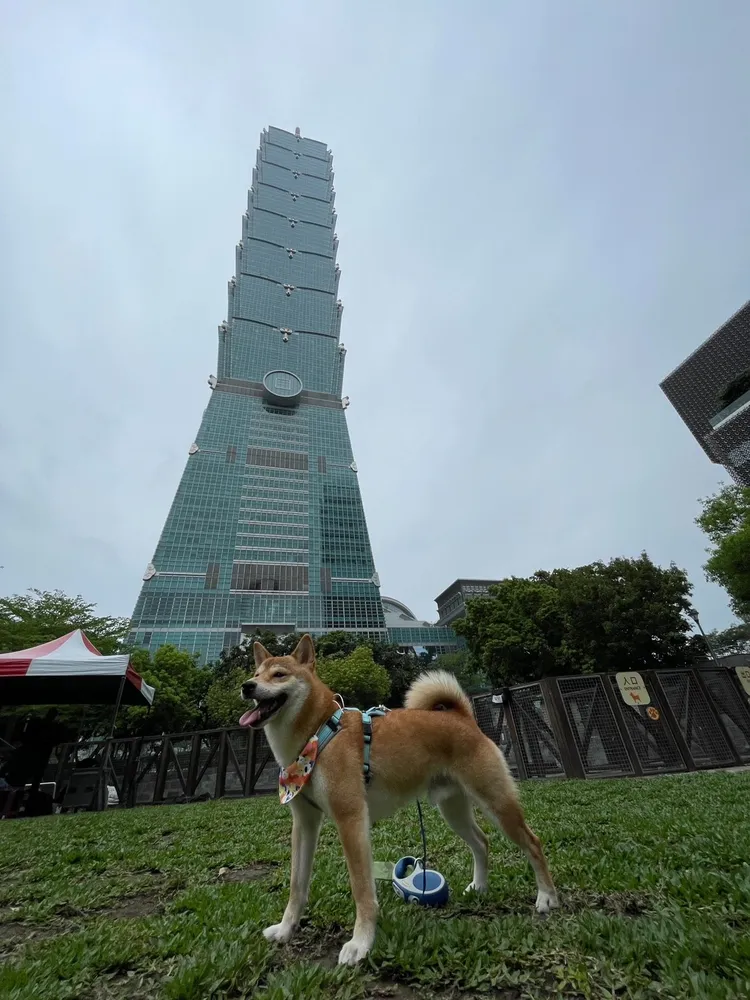 飼主可帶毛孩到狗活動區、鄰近商圈及動物友善空間玩樂。動保處提供