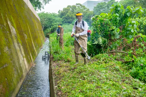 桃園「清溝總動員」　提升防汛能量！張善政帶頭背割草機除草