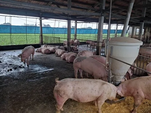 進口豬肉大減1成8!飼料貴豬價上揚 農委會啟動專案進口