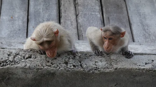 死神又來了！3歲童喉嚨中刀奇蹟保命　半年後被猴群玩石砸頭殺了