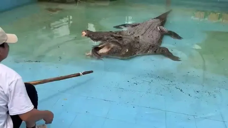 小河剛去廈門動物園的餵食秀。翻攝微博@廈門中非世野野生動物園