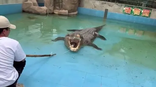 台南鱷「小河」廈門受虐　網友請命送回台！海基會關切發文對岸