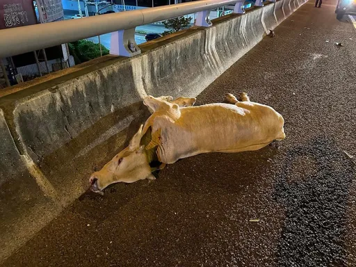 國道上有小牛!在台南逆向行走慘遭撞飛斃命 釀2車追撞1人傷