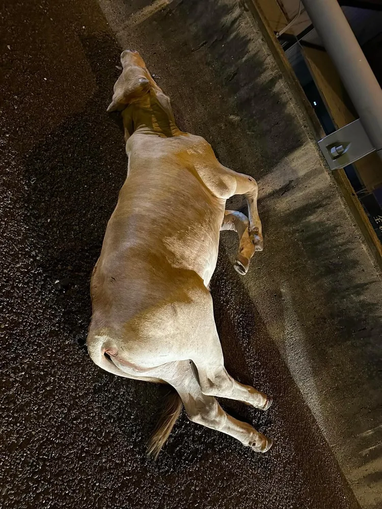 警方將追牛隻來源。台南道路救援張家班提供