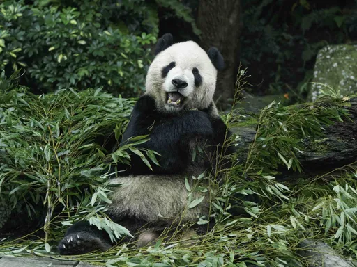 蔣萬安熊貓外交GG了! 國台辦正式回應很嗆