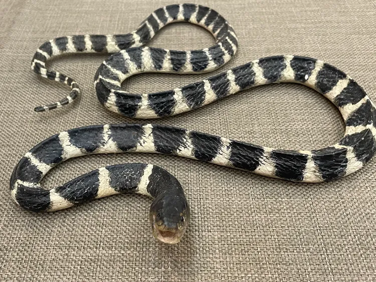 雨傘節，林志怡攝