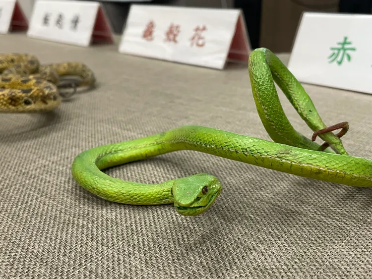 赤尾青竹絲。林志怡攝