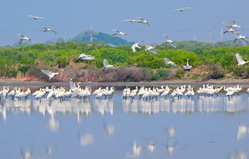 台灣真寶島!黑面琵鷺來台度冬數量首破4千 這縣市最多